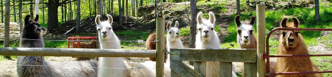 Green Mountain Burial Shrouds Moonlight Llamas